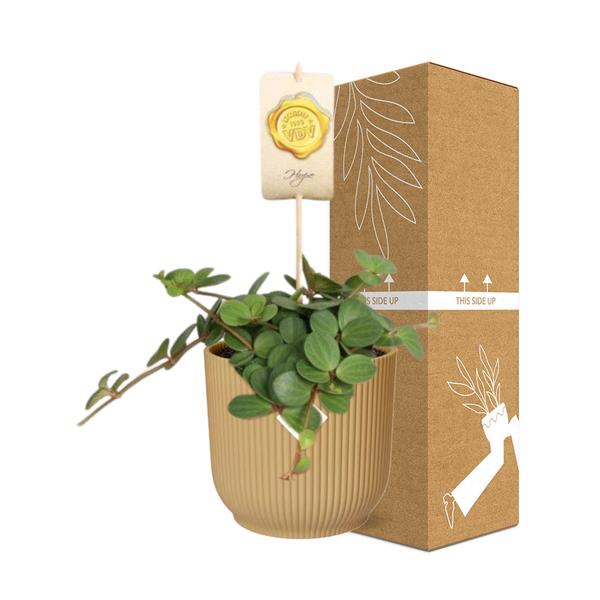 Peperomia ‘Hope’ in gele elho Vibes Fold - ↕20cm - Ø14cm