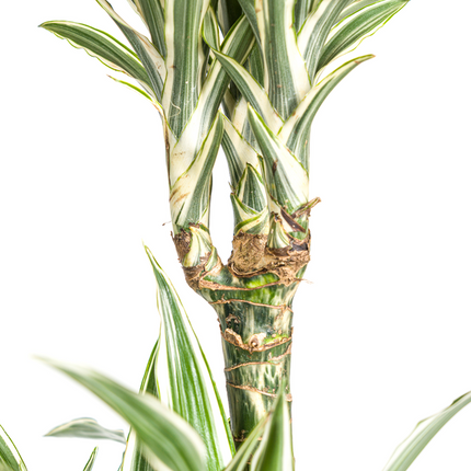 Dracaena Deremensis White Stripe - ↕140cm - Ø24cm
