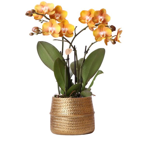 Orange Phalaenopsis orchid Las Vegas in gold Groove decorative pot - Ø12cm
