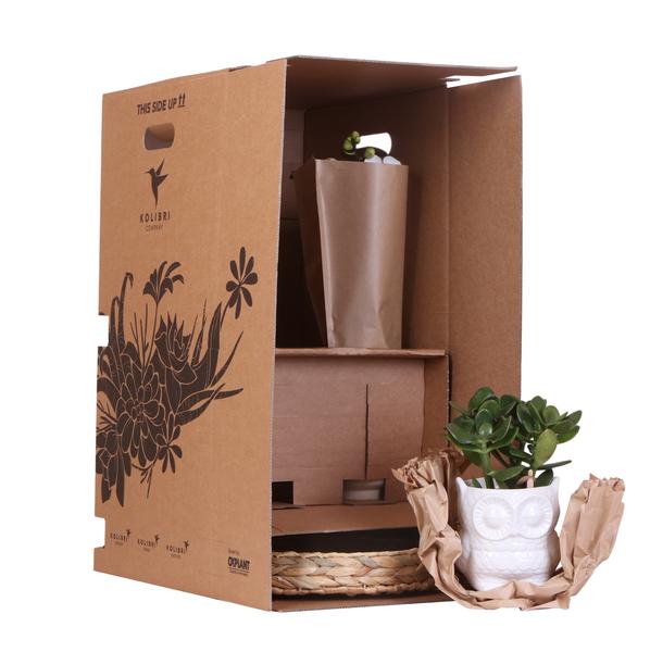 Gift set Love pink - Plantenset met roze Phalaenopsis Orchidee en Succulenten incl. keramieken sierpotten