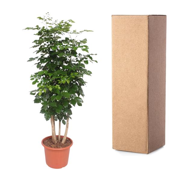 Radermachera Hainanensis - China Doll plant - ↕190cm - Ø40cm