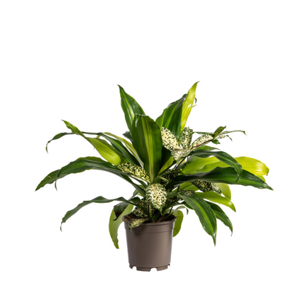 Dracaena mix Combo - ↕60cm - Ø17cm