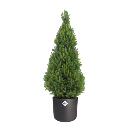 Picea Glauca Conica - Ø24cm - ↕100/110cm + Elho B. for soft Anthracite - D25cm - H23cm