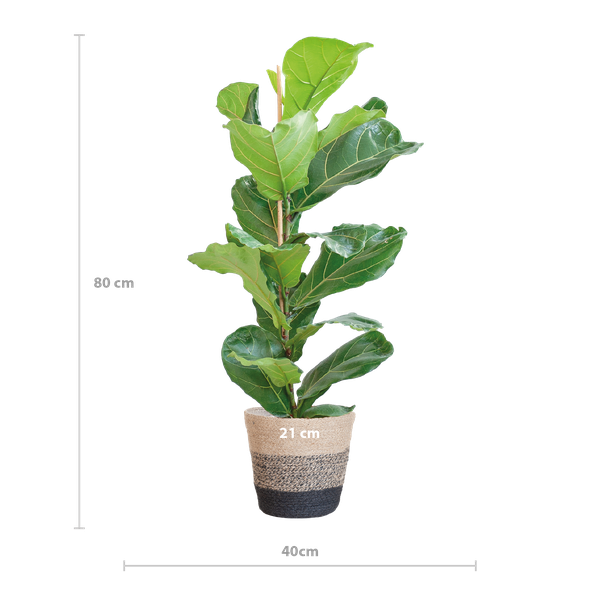 Ficus Lyrata met Mand Lissabon zwart - ↕80cm - Ø21cm
