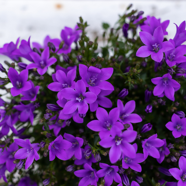Campanula Addenda Ambella Intense purple in Malaga sierpotten - 2x - Ø12cm - vaste plant - winterhard