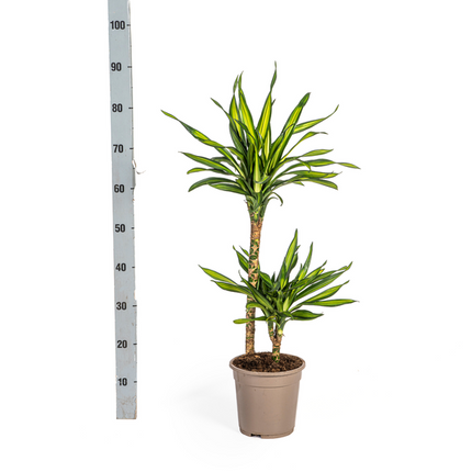 Dracena Deremensis Rikki - ↕80cm - Ø19cm