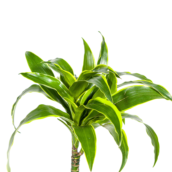 Dracaena Deremensis Dorado - ↕80cm - Ø19cm