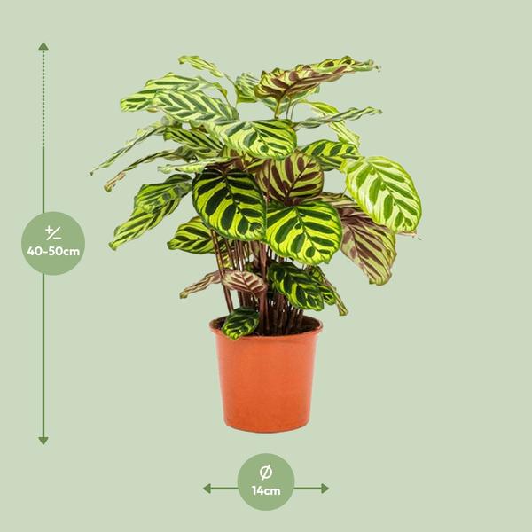 Calathea Makoyana - ↕45cm - Ø14cm