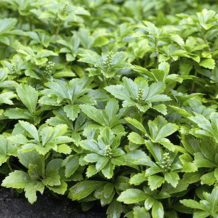 Pachysandra Terminalis 'Green Carpet' - Schaduwkruid - ↕10-25cm - Ø9cm - Bodembedekker - 6x