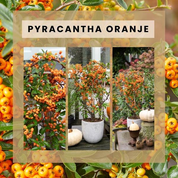 Pyracantha Coccinea Orange Star - Vuurdoorn - ↕60cm - Ø12cm - 2x