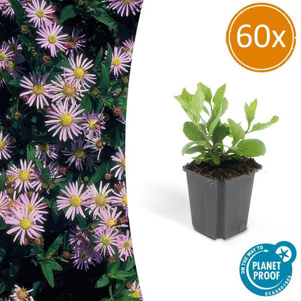 Aster agératoïdes 'Asran' - ↕10-25cm - Ø9cm - 60x