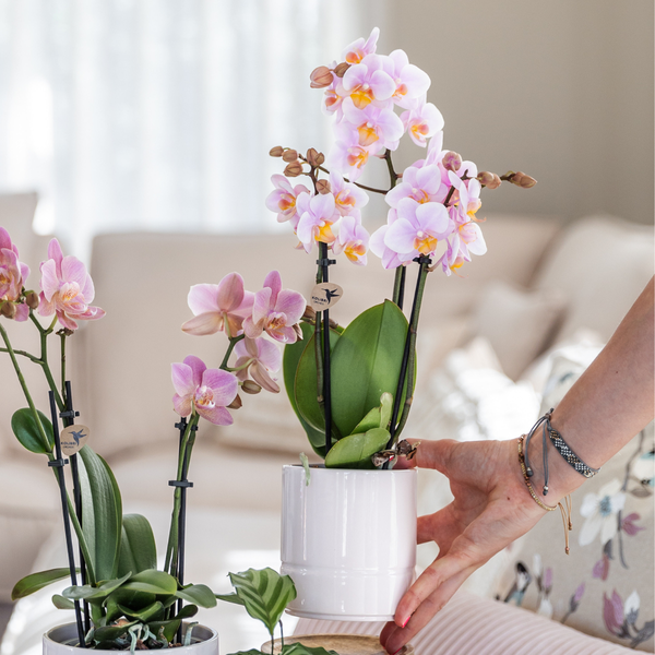 Plantenset Valentijn 'Pastel Pink' - Roze Phalaenopsis Orchidee Portugal en Succulent incl. keramieken sierpotten