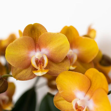 Orange gold Phalaenopsis orchid - Jewel Las Vegas - Ø12cm - Flowering houseplant