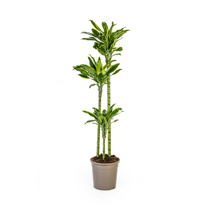 Dracaena Fragrans Golden Coast - Dragon plant - ↕140cm - Ø24cm