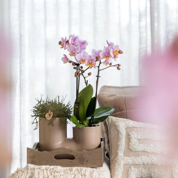 Roze orchidee set Andorra en Succulent in Tube sierpot Sand - Ø9cm - Bloeiende kamerplant - Kolibri Orchids
