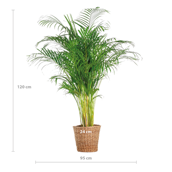 Areca Palm XL (Dypsis Lutescens) - Goudpalm - met mand Torun - ↕120cm - Ø24cm