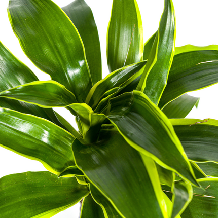 Dracena Deremensis Dorado - ↕80cm - Ø19cm