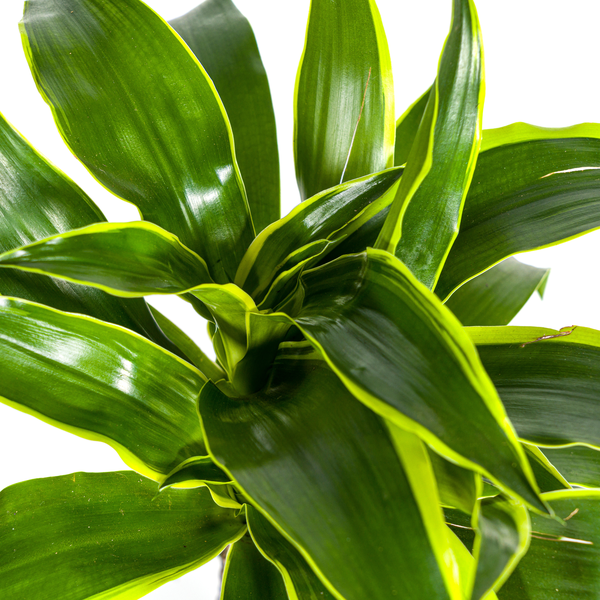 Dracaena Deremensis Dorado - ↕80cm - Ø19cm