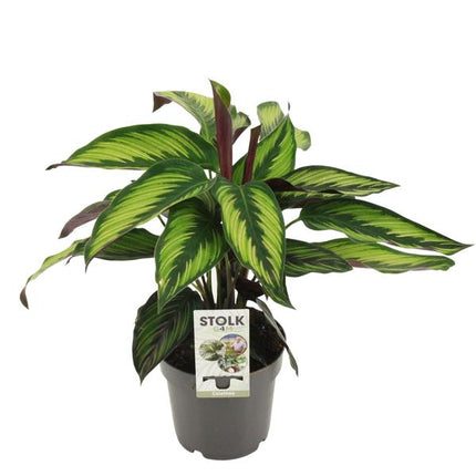 Calathea Majestica Princeps - ↕45cm - Ø14cm