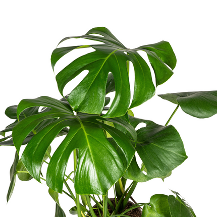 Monstera Deliciosa Tauerii - ↕80cm - Ø21cm - Hole plant