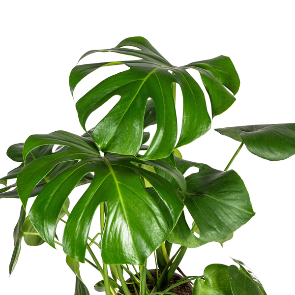 Monstera Deliciosa Tauerii - ↕80cm - Ø21cm - Planta de agujero