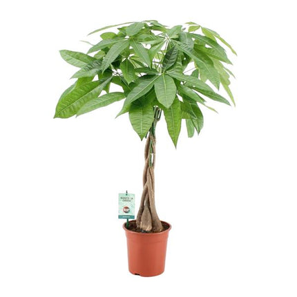 Pachira Aquatica - Money Tree - ↕80cm - Ø19cm
