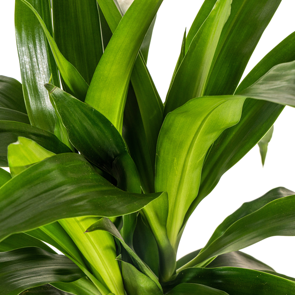 Dracaena Deremensis Lisa - ↕80cm - Ø19cm