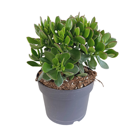 Crassula Minova - Ø17cm