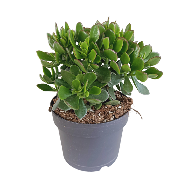 Crassula Minova - Ø17cm
