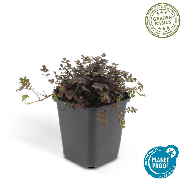 Acaena Microphylla 'Kupferteppich' - Stekelnootje - ↕10-25cm - Ø9cm - Bodembedekker - 6x