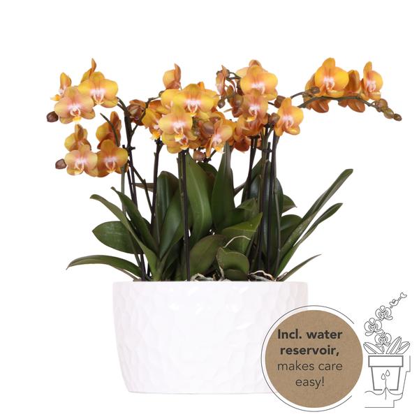 Set di orchidee arancioni in piattino di miele con serbatoio d'acqua incluso - Tre orchidee arancioni Las Vegas da 12 cm | Bouquet mono bianco con serbatoio d'acqua integrato