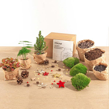 Plant Terrarium Kit - Mini Christmas Tree - 3 Plants - Refill & Starter Kit - DIY Christmas