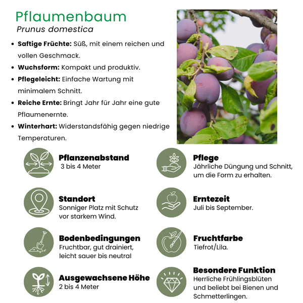 Pruimenboom - Prunus Domestica Biologisch - 1x - ↕60cm - Ø20cm