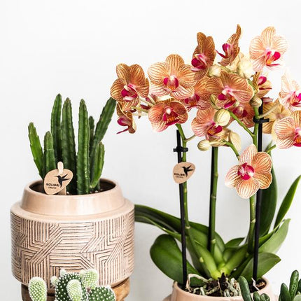 Stapelia - green houseplant - succulent - Ø9cm - Kolibri Greens