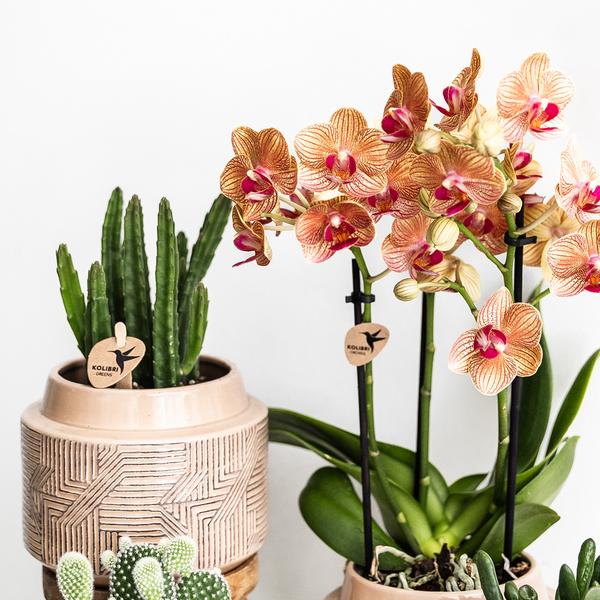 Stapelia - groene kamerplant - vetplant - Ø9cm - Kolibri Greens