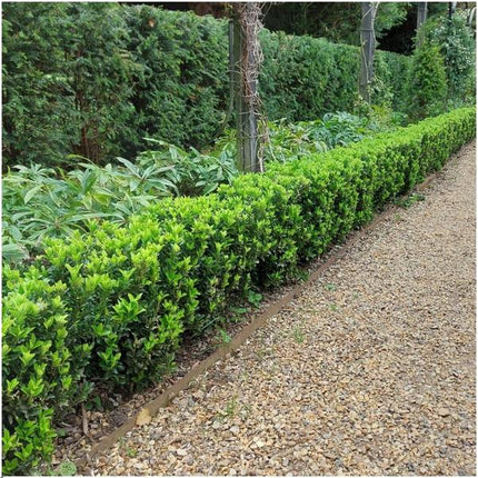 Euonymus Japonicus 'Green Spire' - Buksbom-erstatning - ↕25cm - Ø12cm - 24x