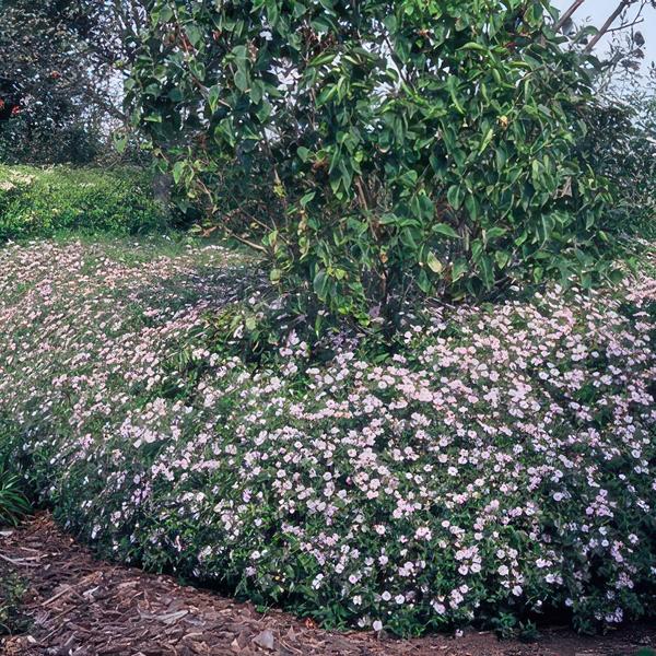 Aster Ageratoides 'Asran' - ↕10-25cm - Ø9cm - 40x