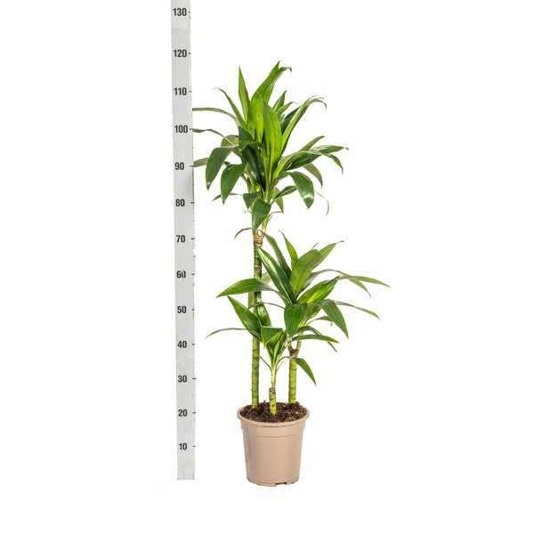 Dracaena Deremensis Lisa - ↕100cm - Ø21cm