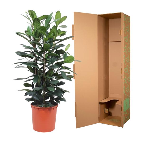 Ficus Cyathistipula struik - ↕140 cm - Ø34cm
