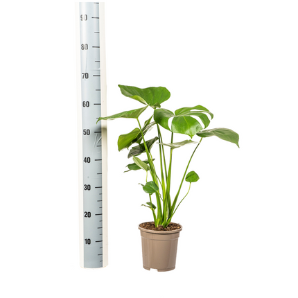Monstera Deliciosa Tauerii - ↕60cm - Ø17cm - Hole plant