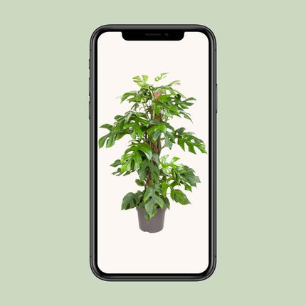 Monstera Minima - ↕80cm - Ø19cm - Hole plant
