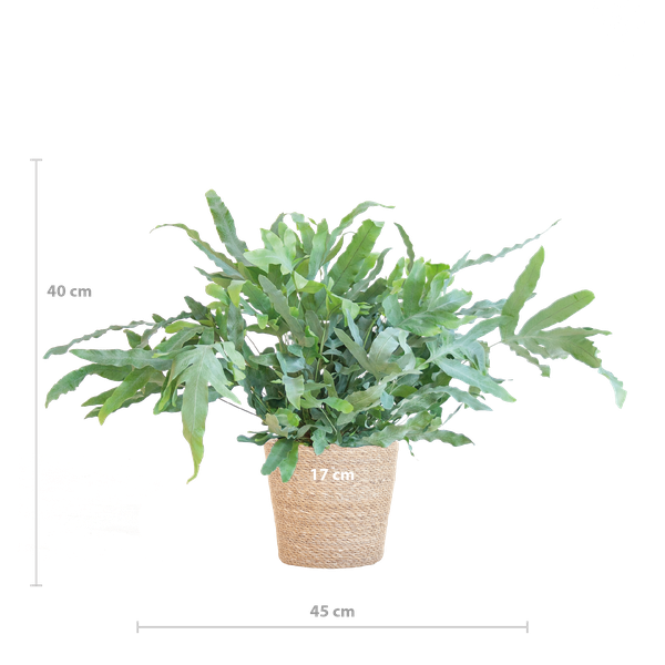 Phlebodium Aureum 'Blue Star' - Blauwvaren - met Mand Sofia naturel - ↕40cm - Ø17cm