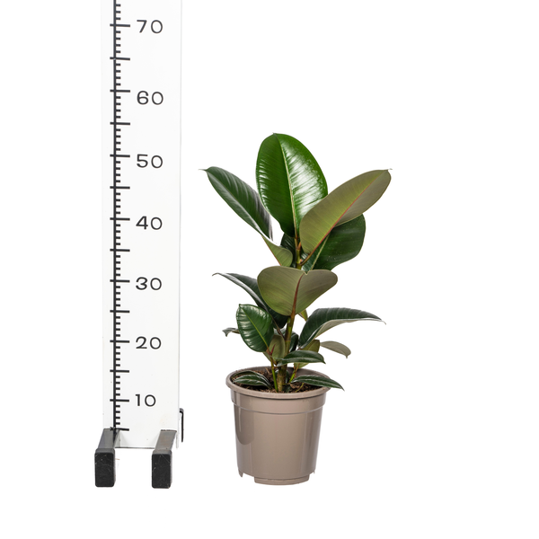 Ficus Elastica Robusta - ↕55cm Ø17cm