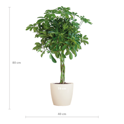 Vaso Schefflera Arab Nora con pianta Viber bianca - ↕70cm - Ø21