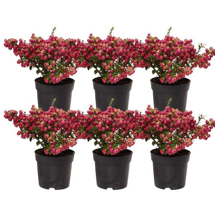Pernettya mucronata - pearlberry red - ↕20cm - Ø12cm - 6x