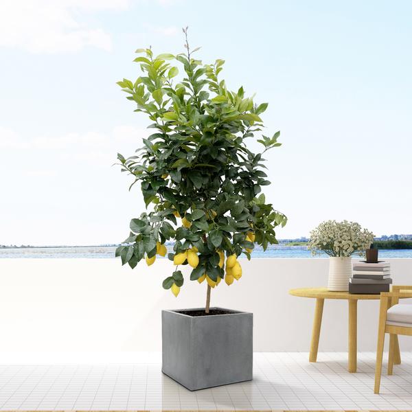Block Grey - XL - D60xH60 - Pottery Pots | Betonlook Plantenbak