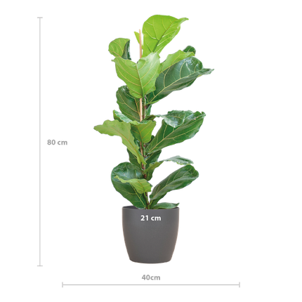 Ficus Lyrata med Viber potte grå - ↕80cm - Ø21