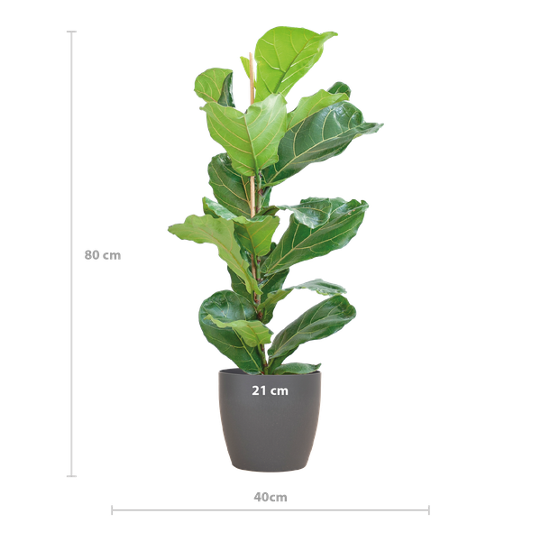 Ficus Lyrata met Viber pot grijs - ↕80cm - Ø21