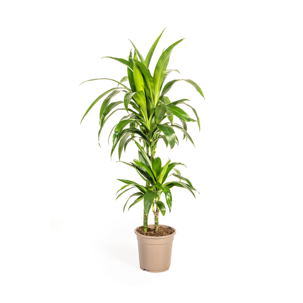 Dracaena Deremensis Lisa - ↕80cm - Ø19cm
