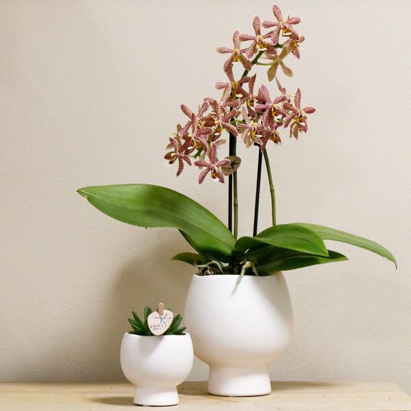 Oranje Phalaenopsis orchidee - Spider in Scandic wit - Ø9cm - Bloeiende kamerplant
